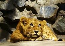Lion cub - fototapeta FM0714