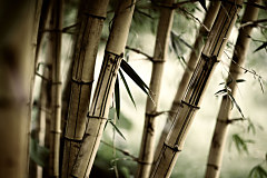 Fototapeta Bambus 3257 - vliesová