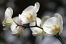 Fototapeta Biela orchidea 18623 - samolepiaca na stenu
