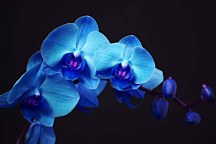 Fototapeta Modrá orchidea 18587 - vliesová