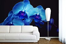Fototapeta Modrá orchidea 18587 - vinylová