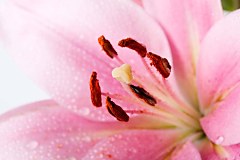 Fototapeta Ružový Kvet 18581 - vliesová