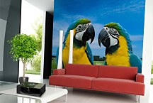 Fototapeta Vtákov - Pár papagájov 3162 - samolepiaca na stenu