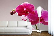 Fototapeta s Ružovou orchideou 3146 - samolepiaca