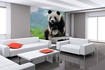 Fototapety Zvierat - Panda 349 - vliesová