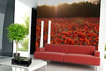 Fototapety s kvetmi - Červené maky 104 - samolepiaca na stenu