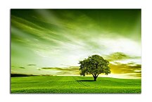 Obraz Zelený Strom zs24425