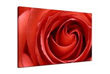 Obraz na stenu Ruža  zs6211
