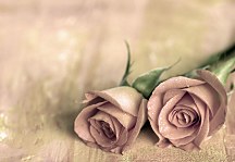 Sweet roses - fototapeta FXL0185