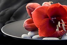 Tapeta Kvety - Červená Amarylka 102 - samolepiaca na stenu