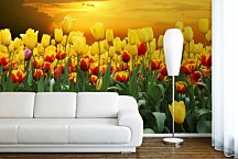 Tapety Kvety - Tulipány 98 - samolepiaca na stenu