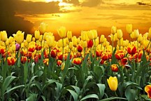 Tapety Kvety - Tulipány 98 - vliesová
