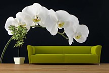 Tapety s kvetmi Biela orchidea 18547 - samolepiaca na stenu