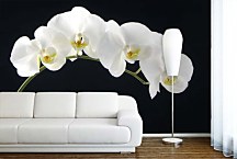 Tapety s kvetmi Biela orchidea 18547 - samolepiaca na stenu