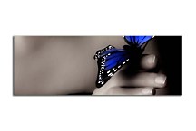Obrazy Panorámy Motýľ zs109