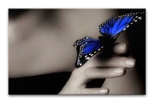 Obraz s Motýľom zs109