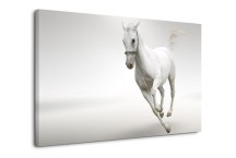 Obraz Biely Kôň zs132