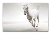 Obraz Biely Kôň zs132