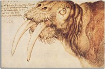 Albrecht Dürer - Head of a walrus Obraz zs16534
