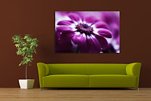 Obraz Kvety - Fialový kvet zs24077