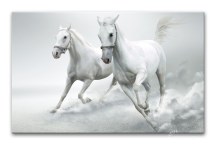 Obraz Pár bielych koní zs3201