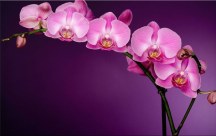 Obraz Orchidea Fialová zs85