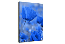 Obraz na stenu - Modré Kvety zv24066
