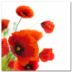 Obraz na stenu ZS - pomer 1:1