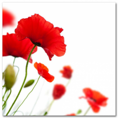 Obraz na stenu ZS - pomer 1:1