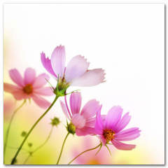 Obraz na stenu ZS - pomer 1:1