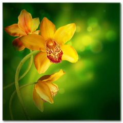 Obraz na stenu ZS - pomer 1:1