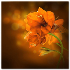 Obraz na stenu ZS - pomer 1:1