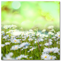 Obraz na stenu ZS - pomer 1:1