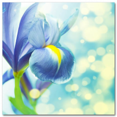 Obraz na stenu ZS - pomer 1:1