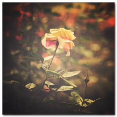 Obraz na stenu ZS - pomer 1:1