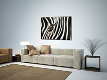 Zebra - Obraz CD0007