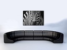 Zebra - Obraz na płótnie CD0524