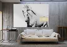 White Arabian Horse - fototapeta FS0701