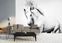 Biely Arabský Kôň - fototapeta FM0701