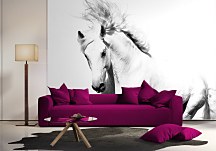 Biely Arabský Kôň - fototapeta FM0701