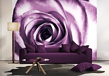 Fototapeta na stenu Kvety - Ruža fialová  FM0713