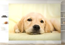 Golden retriever - fototapeta FM0715