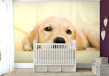 Golden retriever - fototapeta FM0715