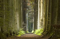 Jarné ráno v lese - fototapeta FS0708