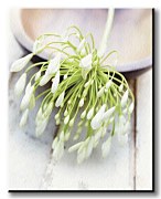 White Still Life I - Obraz WDC44730