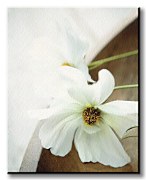 White Still Life II - Obraz WDC44731