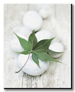 White Still Life III - Obraz WDC44732