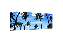 Obrazy Palmy zs18501
