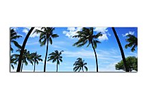 Obrazy Palmy zs18501