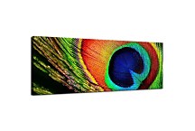 Panoráma Obraz Pávie pero zs129